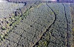 Las sosnowy, nasadzenia na terenie pożarzyska w okolicach Kuźni Raciborskiej, Śląsk, fot. Marek Matecki/CILP