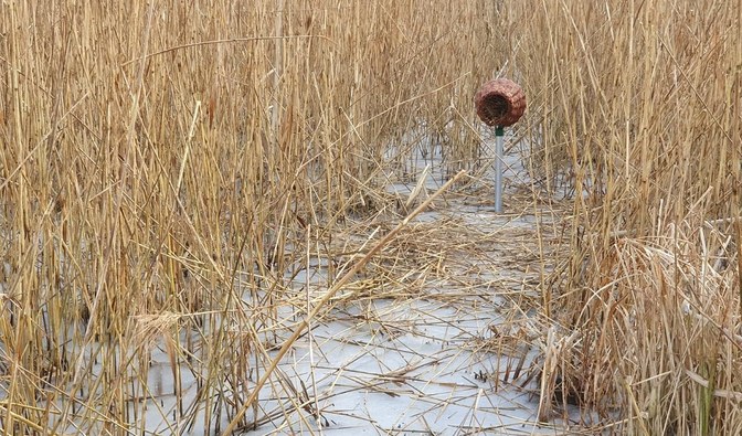 Zdjęcie przedstawia kosz lęgowy dla kaczek krzyżówek/ Fot. Tomasz Markiewicz