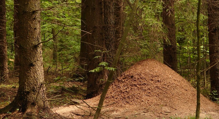 Na zdjęciu z lasu iglastego jest widoczny kopiec, mrowisko, ułożone z igliwia, liści, gałązek i ziemi  przez mrówki/ Fot. Magdalena Stępińska
