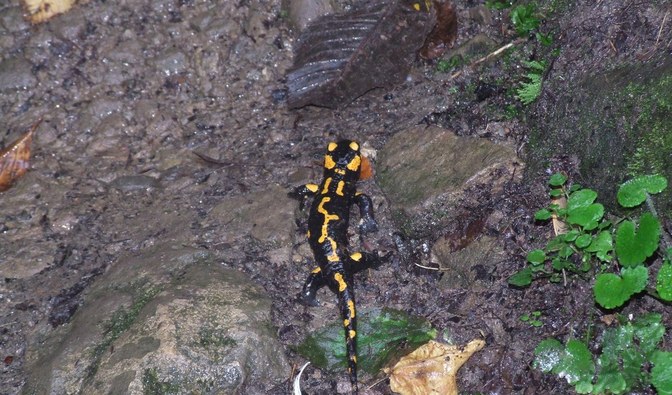 Młode salamandry przychodzą na świat