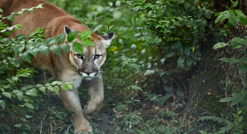 Puma w pszczyńskich lasach? Leśnicy prowadzą monitoring