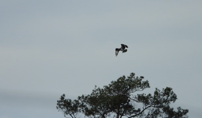 Na zdjęciu jest widoczny ptak szponiasty, rybołów, krążący nad gniazdem/ Fot. Marcin Kaczmarek