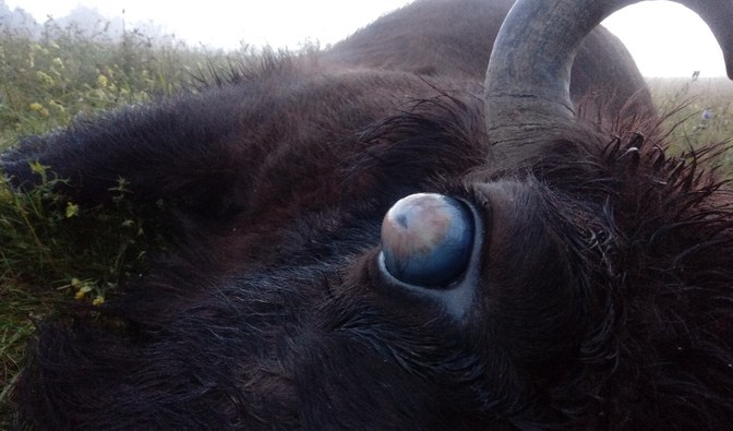 Na zdjęciu jest widoczna gałka oczna chorego zwierzęcia/ Fot. Damian Stemulak, Nadl. Baligród