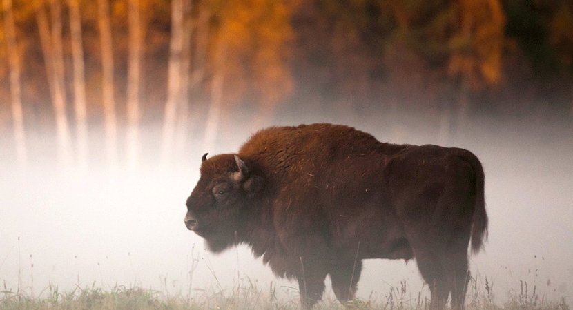 Let’s not offend  The European Bison