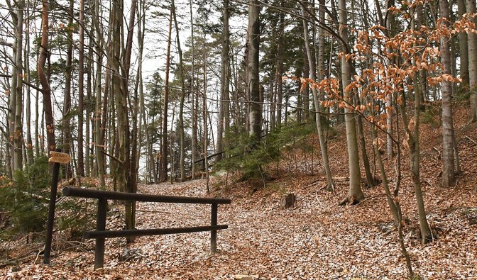 Na zdjęciu jest widoczny fragment lasu, opadłe liście oraz drwnianą barierkę przy szlaku/ Fot. Emilia Baraniewicz