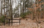 Na zdjęciu jest widoczny fragment lasu, opadłe liście oraz drwnianą barierkę przy szlaku/ Fot. Emilia Baraniewicz