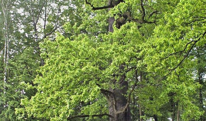 DR 0620 39  Dąb Wincenty był drugi w plebiscycie Drzewo Roku 2014 r.jpg