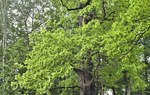 DR 0620 39  Dąb Wincenty był drugi w plebiscycie Drzewo Roku 2014 r.jpg