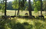 Koniki polskie odtwarzają dąbrowę świetlistą