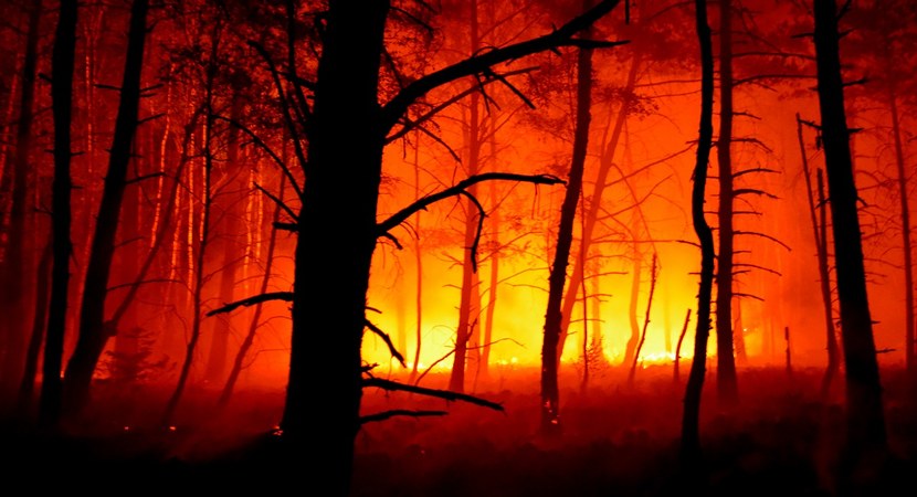 Ekstremalne zagrożenie pożarowe w lasach. Leśnicy apelują o ostrożność