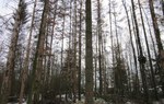 Stary drzewostan świerkowy w Nadleśnictwie Czerniejewo zniszczony przez kornika drukarza