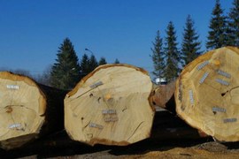 Chcą ograniczyć nielegalny handel drewnem 