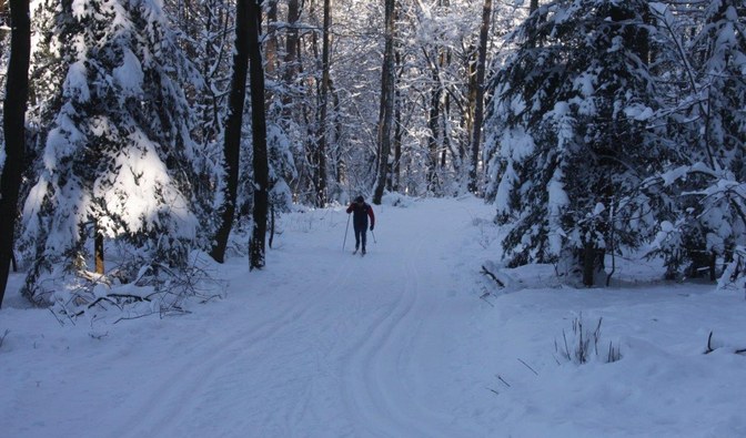 Leśne trasy przyciągają wielu narciarzy