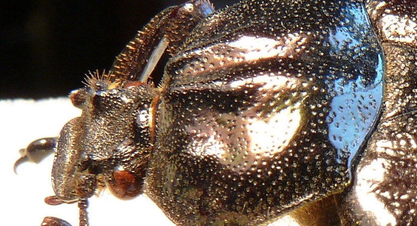 Jak pomóc populacjom rzadkich chrząszczy