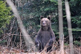 Poszukiwania niedźwiedzia w Bieszczadach zawieszone