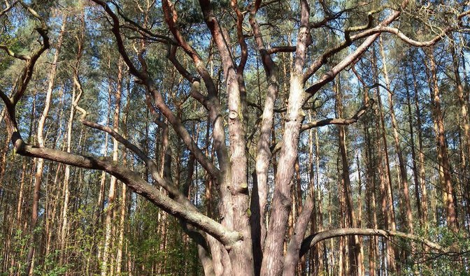 Waligóra jest jednym z najgrubszych drzew w Polsce/ Fot. M.Maciantowicz