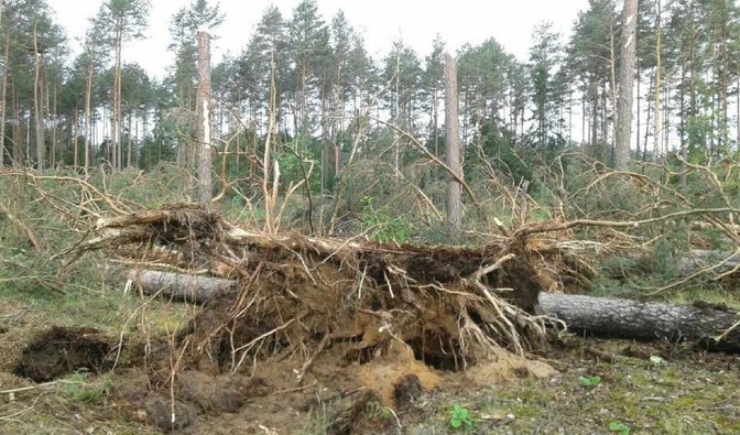 W Nadleśnictwie Wielbark najmocniej ucierpiał stuletni drzewostan sosnowy