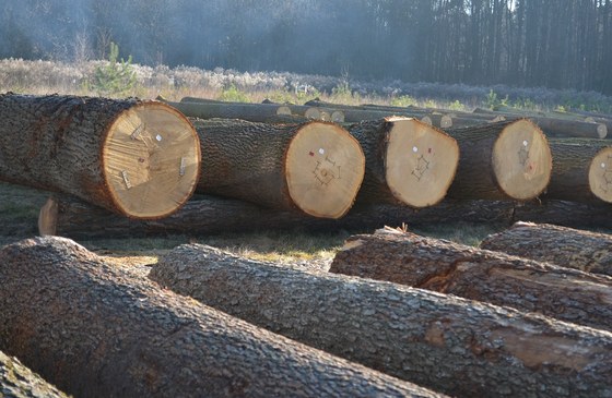 Submisja Drewna Szczególnego RDLP w Radomiu
