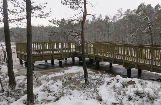 W zimowej scenerii drewniany pomost widokowy na zamarzniętym mokradle