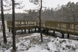 W zimowej scenerii drewniany pomost widokowy na zamarzniętym mokradle