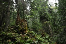 Starodrzew w bieszczadzkich lasach