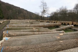 Kłody drewna cennego złożone na placu submisyjnym