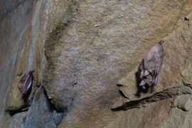 Hibernujące w jaskini dwa nocki duże