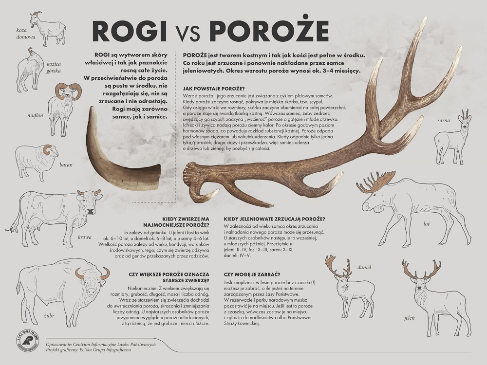 rogi-vs-poroze.jpg