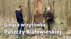 Ginąca wizytówka Puszczy Białowieskiej. Co się dzieje z Rezerwatem Szafera?