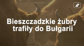 Bieszczadzkie żubry trafiły do Bułgarii