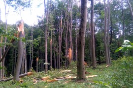 Las Hrabeński zniszczony przez huragan   