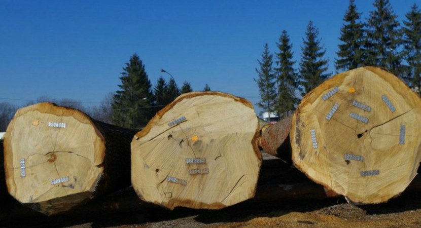 Chcą ograniczyć nielegalny handel drewnem 