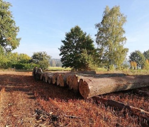 Submisja drewna szczególnego w RDLP Toruń
