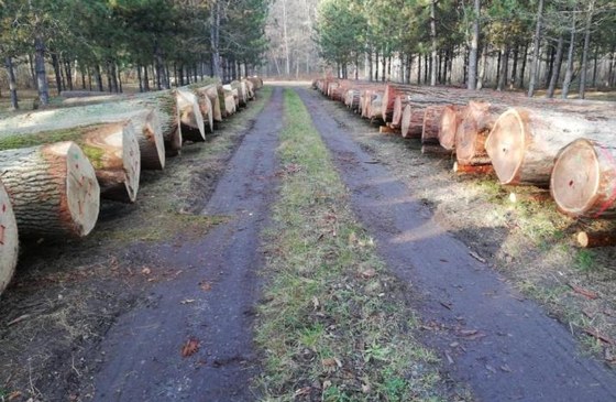 Submisja drewna cennego w RDLP Kraków