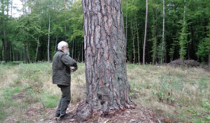 W lasach RDLP w Lublinie przybyło pomników przyrody