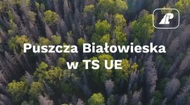 Puszcza Białowieska w TSUE