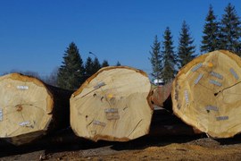 Zmiana zasad sprzedaży drewna 