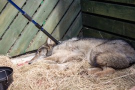 Wilk zdrowieje u leśników na Mazurach