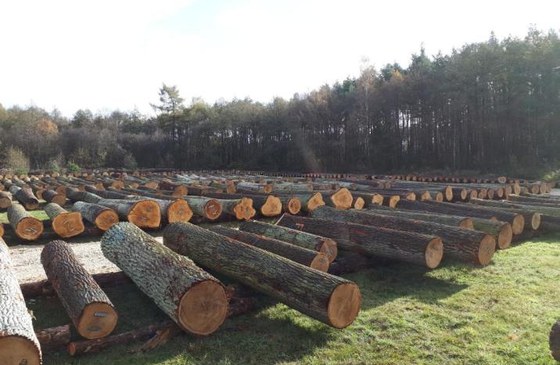 VI Regionalna Submisja  Drewna Szczególnego w RDLP w Radomiu