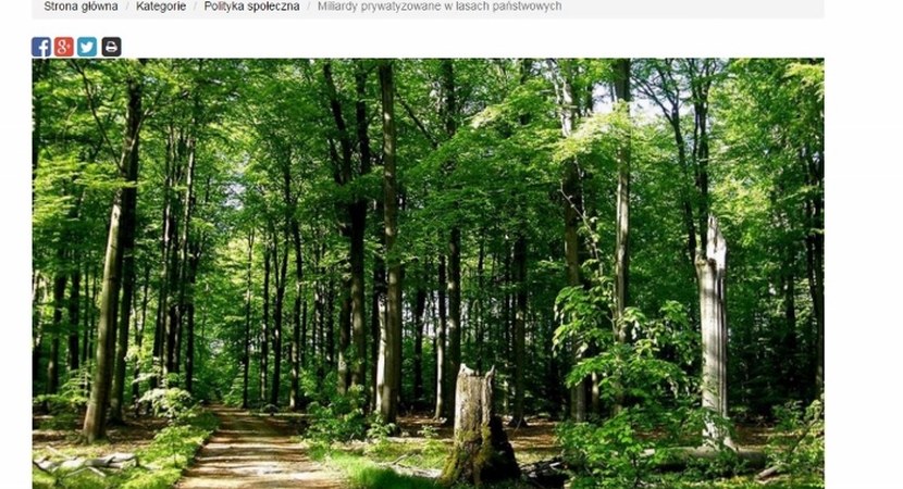 Sprostowanie do artykułu „Państwo w lesie" oraz „Miliardy prywatyzowane w lasach państwowych”