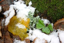 Są w Polsce miejsca, gdzie jest prawdziwa, biała zima. Jednak w Centrum pada deszcz, resztki śniegu topnieją. Na dnie lasu wyłaniają się prawdziwe perełki – zielone liście szczawiku zajęczego, srebrne porosty i żółte trzęsaki.