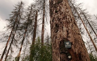 The european spruce bark beetle attack intensifies