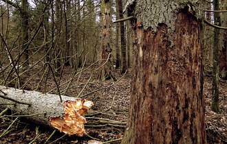 10 facts about the Białowieża Primeval Forest…