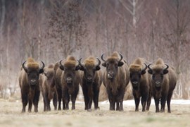 „Poland saves the bison" Forum