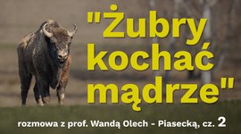 "Żubry kochać mądrze" - rozmowa z prof. Wandą Olech-Piasecką [cz. 2]