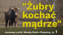 "Żubry kochać mądrze" - rozmowa z prof. Wandą Olech-Piasecką [cz. 1]