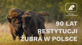 90 lat restytucji żubra w Polsce