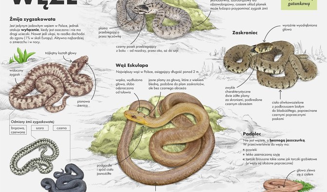 Węże.jpg