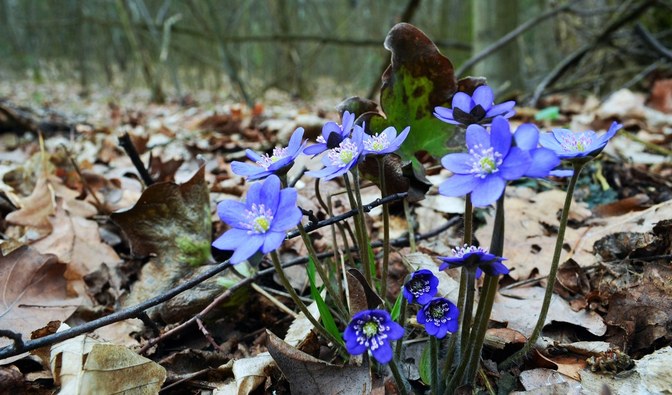 Na zdjęciu widać nieduże niebieskie kwiaty, rosnące w lesie/ Fot. Edyta Nowicka