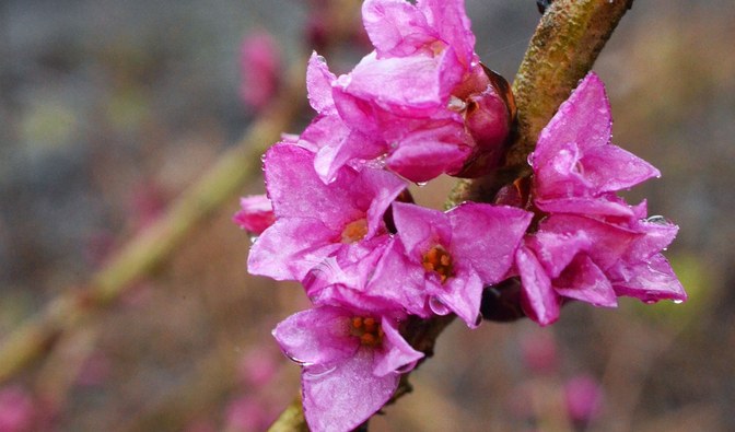 Na fotografii jest widoczny kwitnący na różowo krzew - wawrzynek wilczełyko/ Fot. Edyta Nowicka